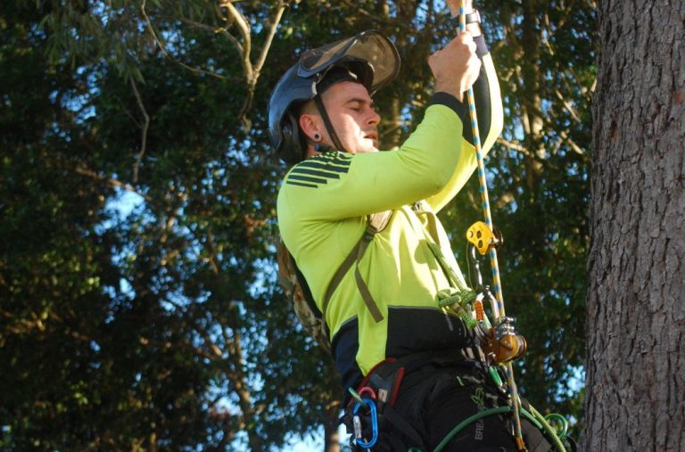 Contact Transform Tree Care