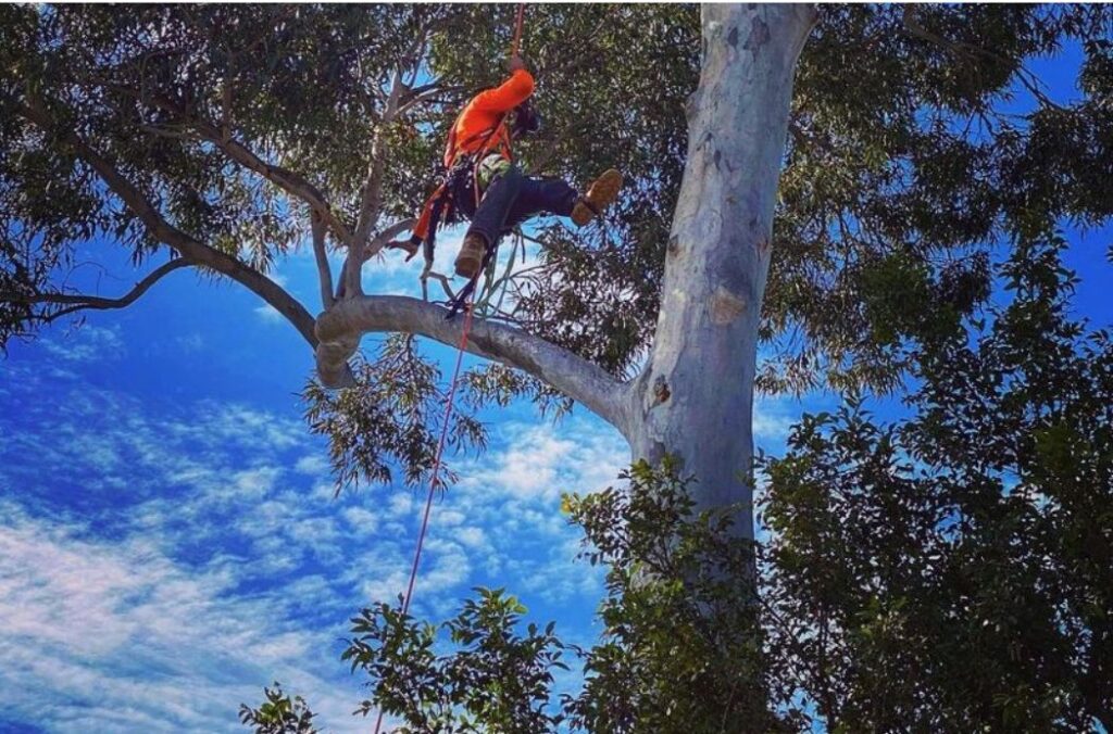 Tree Climbing_Sunshine Coast