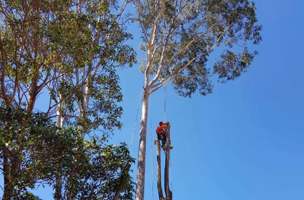 Tree Removal_Sunshine Coast