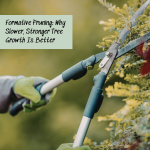 Formative Pruning